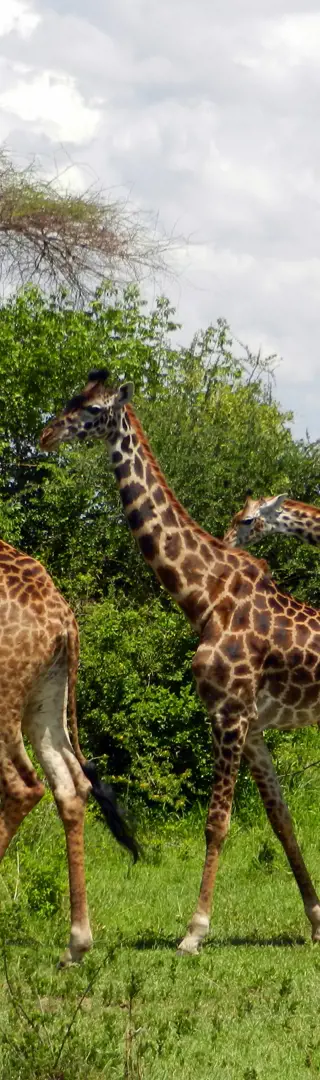 Giraffen